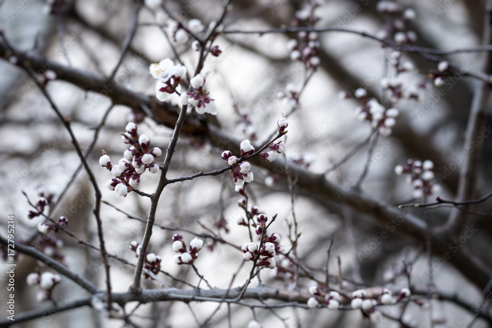 branch of spring fruit flowers