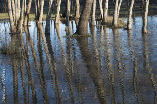 Reflections of trees on water in Igneada Floodplain forest