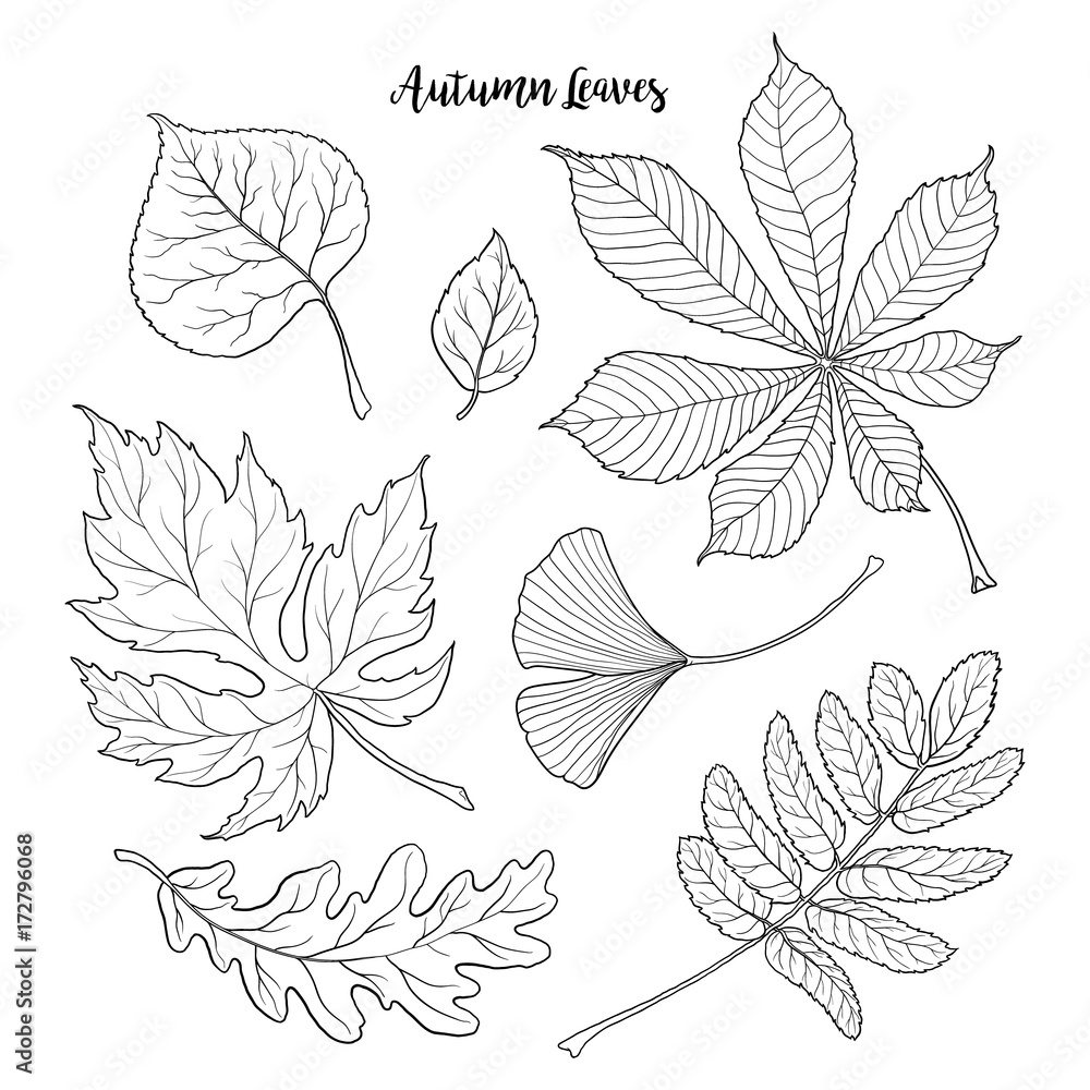 Set of hand drawn black and white autumn falling leaves - rowan, chestnut, oak, aspen, maple, gingko, sketch style vector illustration isolated on white background. Hand drawn, outlined autumn leaves