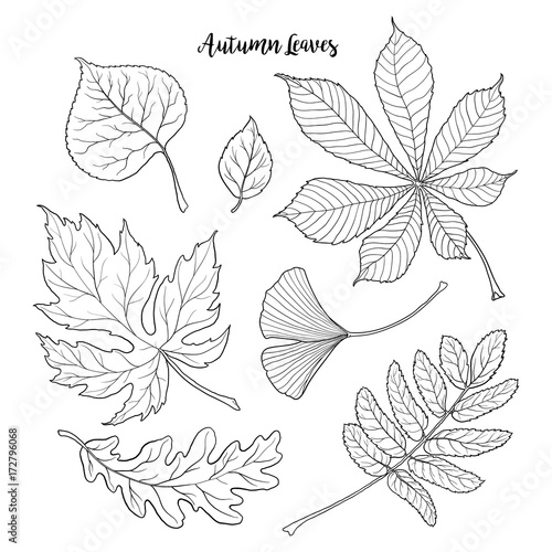 Set of hand drawn black and white autumn falling leaves - rowan, chestnut, oak, aspen, maple, gingko, sketch style vector illustration isolated on white background. Hand drawn, outlined autumn leaves © big_and_serious