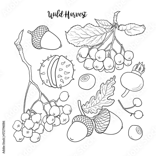 Set of hand drawn black and white autumn, fall fruits and berries, sketch vector illustration isolated on white background. Hand drawn autumn, fall wild harvest, fruits and berries