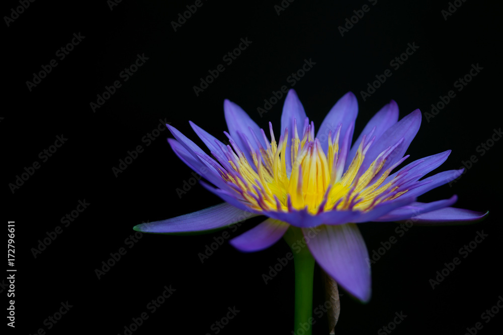 The blue lotus in the garden on a dark background. The blue lotus in the garden on a dark background.