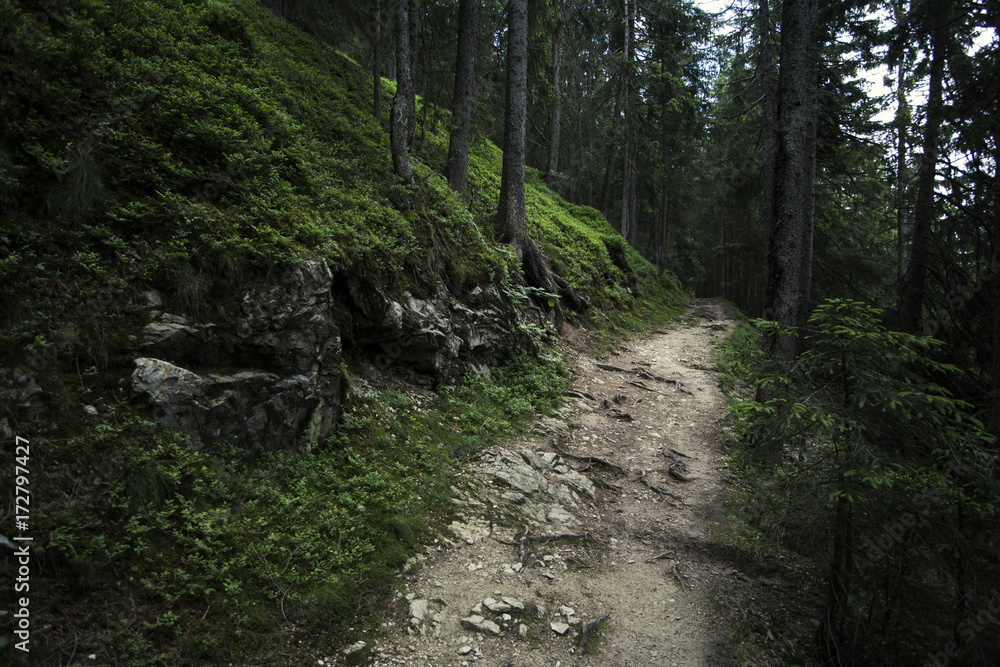 Wanderweg im dichten Wald