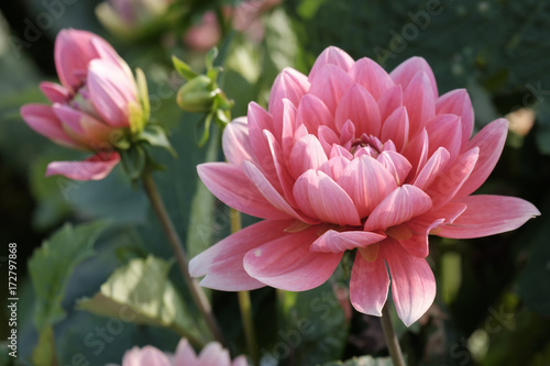 Fototapeta Naklejka Na Ścianę i Meble -  Dahlien (Dahlia)