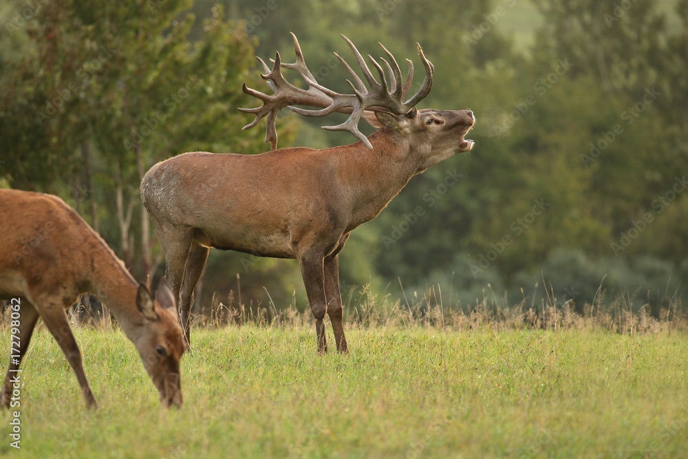 Red deer male blows deep during the deer rut in the nature habitat of Czech Republic, european wildlife, wild europa, deer rut, Cervus elaphus. Red deer male blows deep during the deer rut in the nature habitat of Czech Republic, european wildlife, wild europa, deer rut, Cervus elaphus.