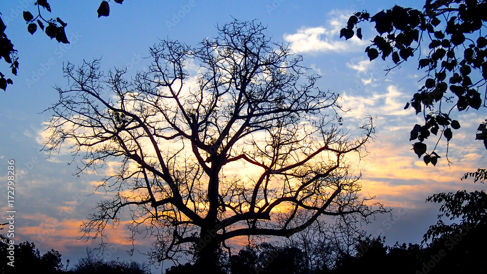 Fototapeta premium Sunrise at Chitwan National Park in Nepal