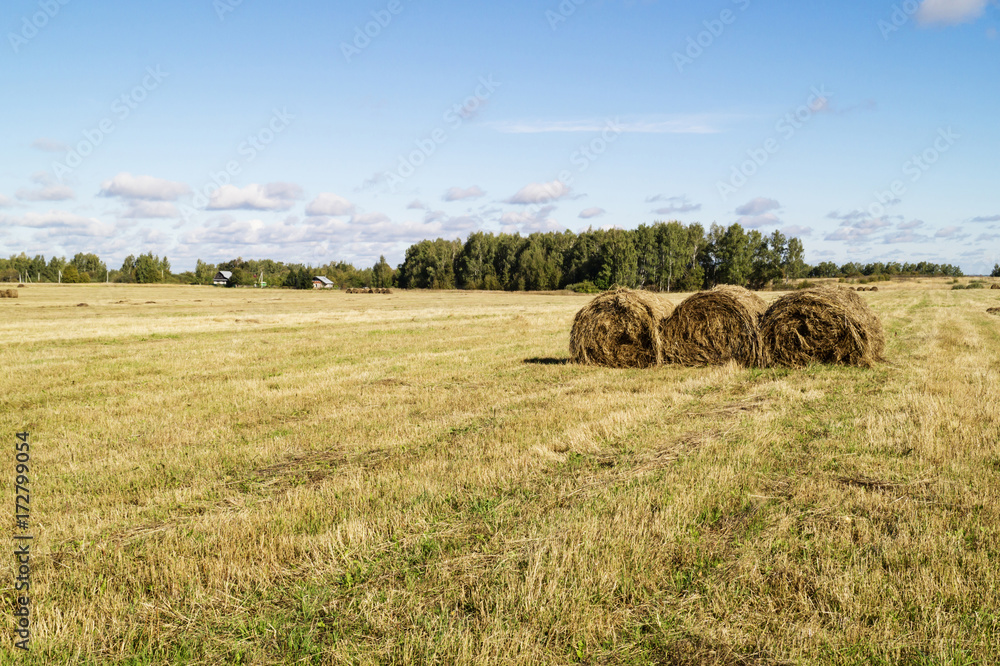 Fototapeta premium Autumn landscape in rural terrain