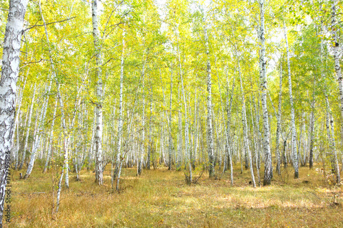 birch forest