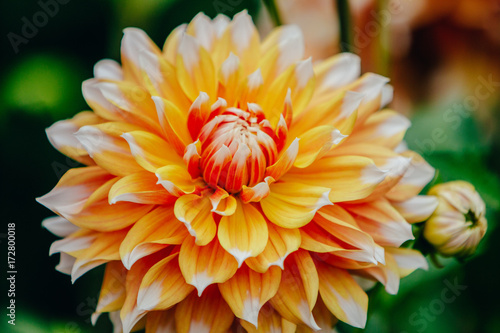 Flower, dahlia, close up