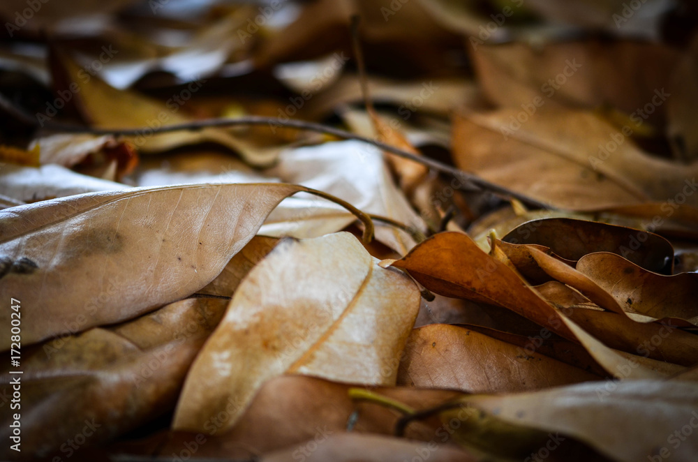 leaf rug close up - natural carpet leaf rug close up - natural carpet