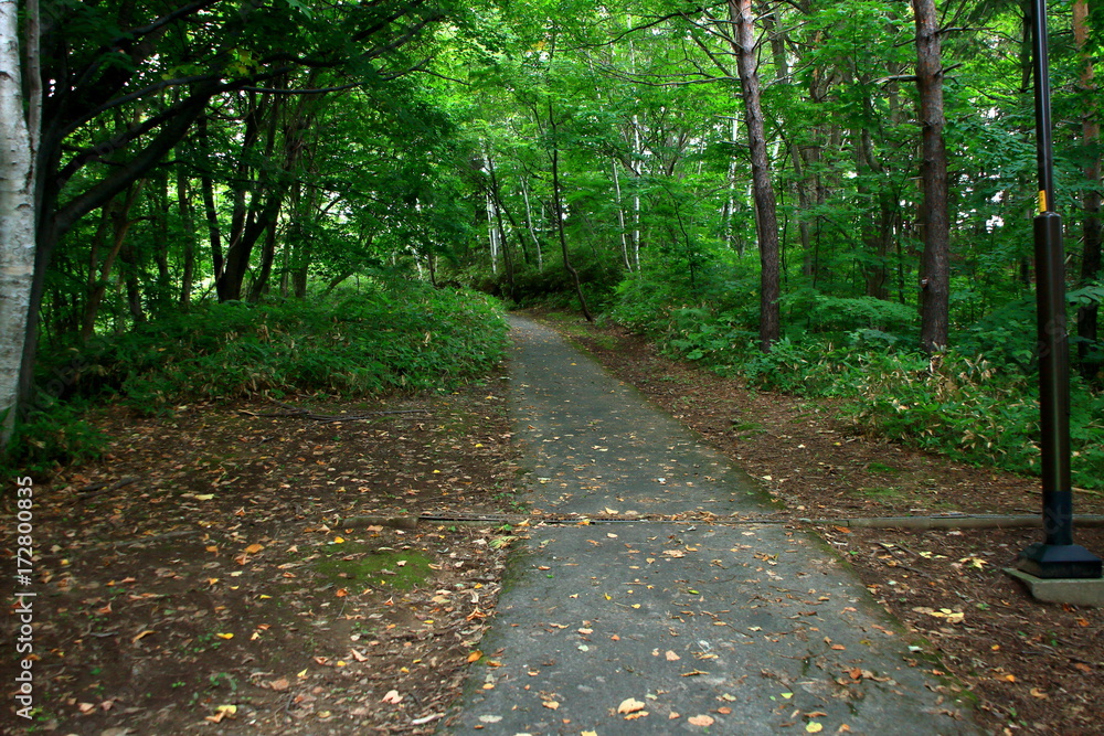 Obraz premium Promenade of Sapporo City park 