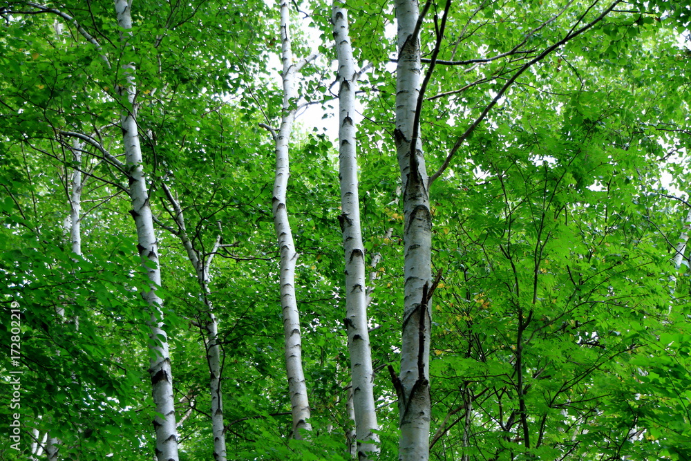 Fototapeta premium Promenade of Sapporo City park