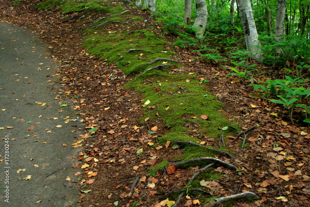 Obraz premium Promenade of Sapporo City park