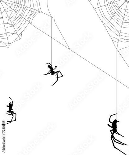 large three spiders in web on white