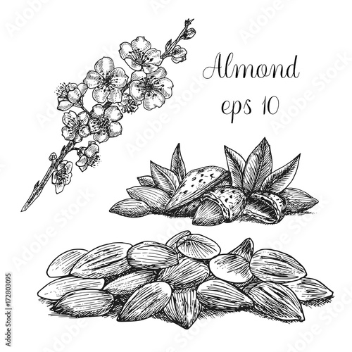 Hand drawn almonds and branch of flowering almond