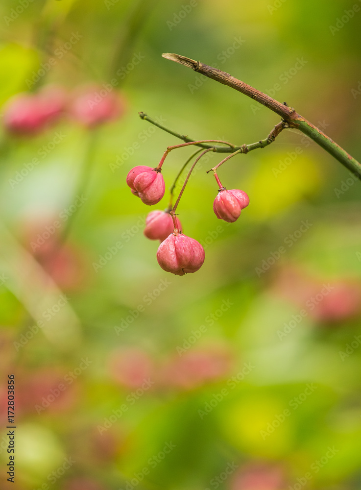 Beautiful, bright fruits of spindle tree in autumn in natural habitat. Colorful autumn closeup. Pink fruits in green leaves. Beautiful, bright fruits of spindle tree in autumn in natural habitat. Colorful autumn closeup. Pink fruits in green leaves.