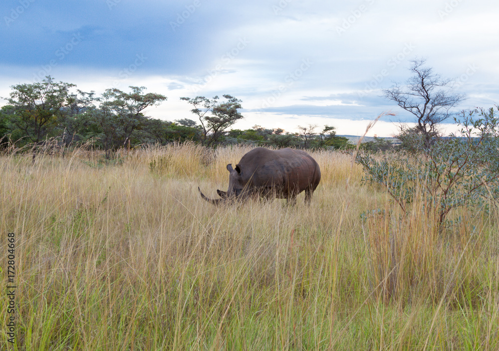 Fototapeta premium Rhino
