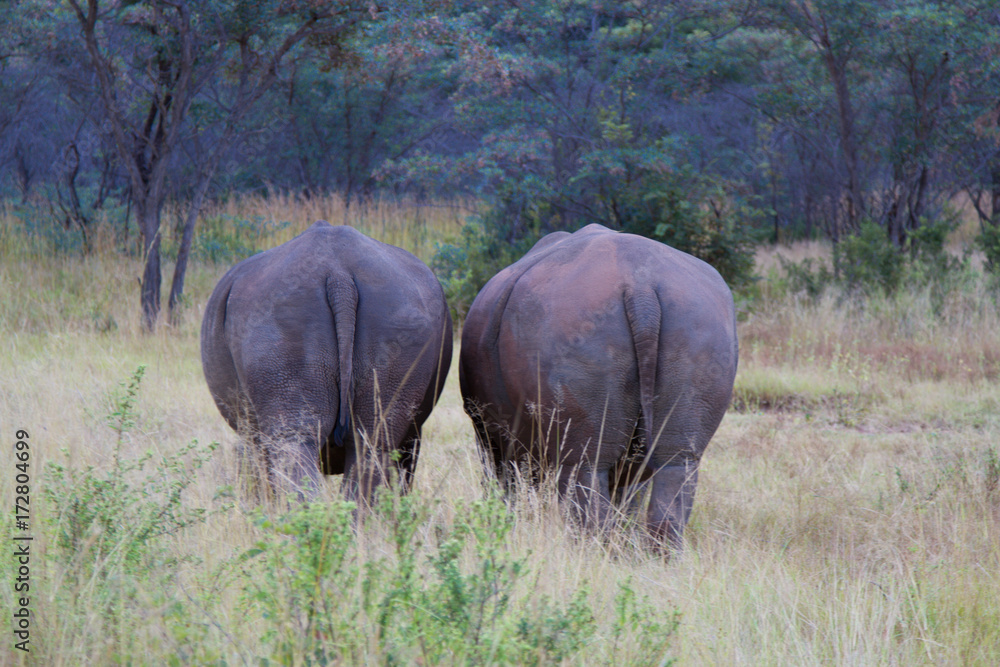 Fototapeta premium Rhino
