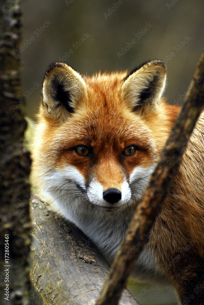 Fototapeta premium Rotfuchs am baum