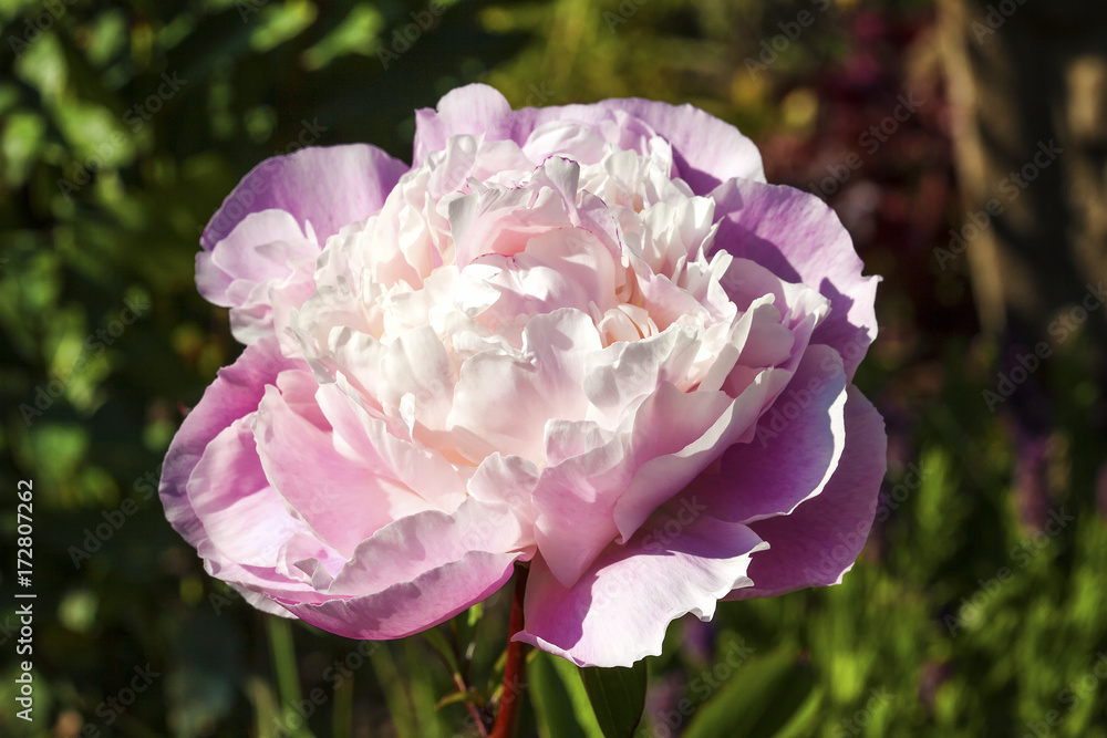 Peony Sarah Bernadt which has a pink spring blooming flower
