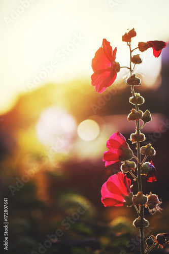 red beautiful flowers on sunset background. Outdoor nature vintage macro photo