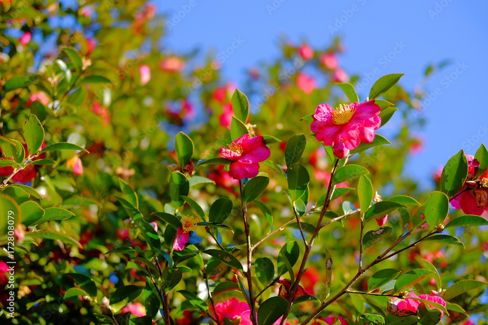 Camellia Camellia