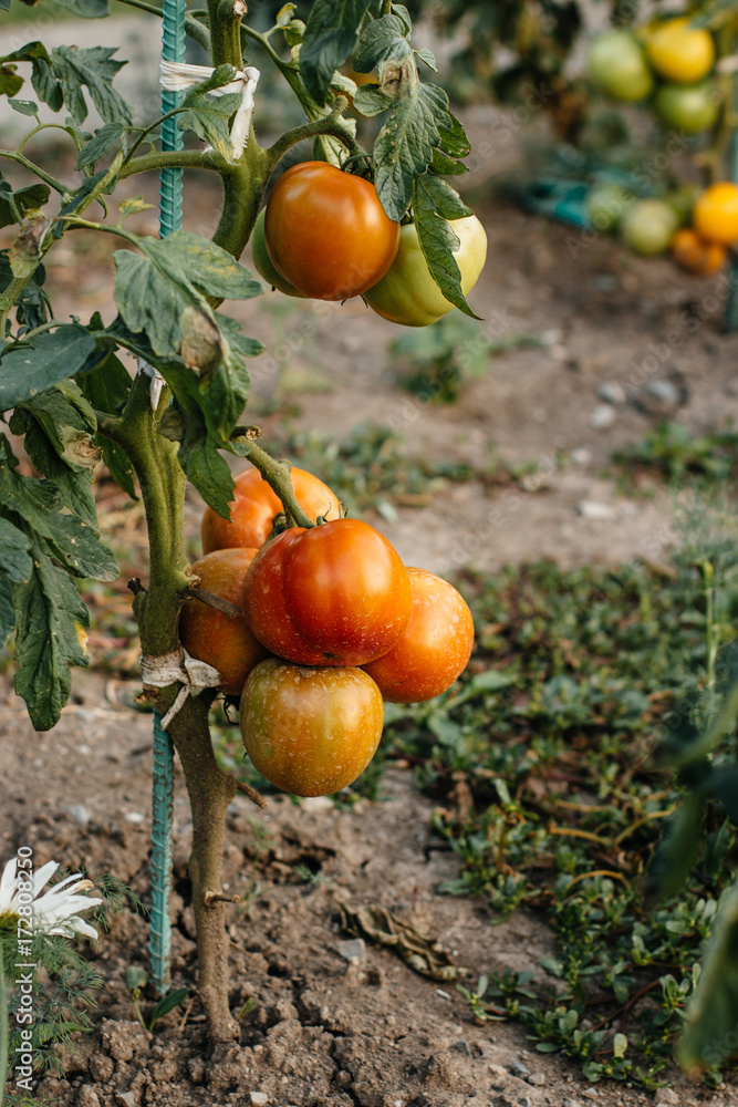 Growing tomatoes ready for picking Growing tomatoes ready for picking