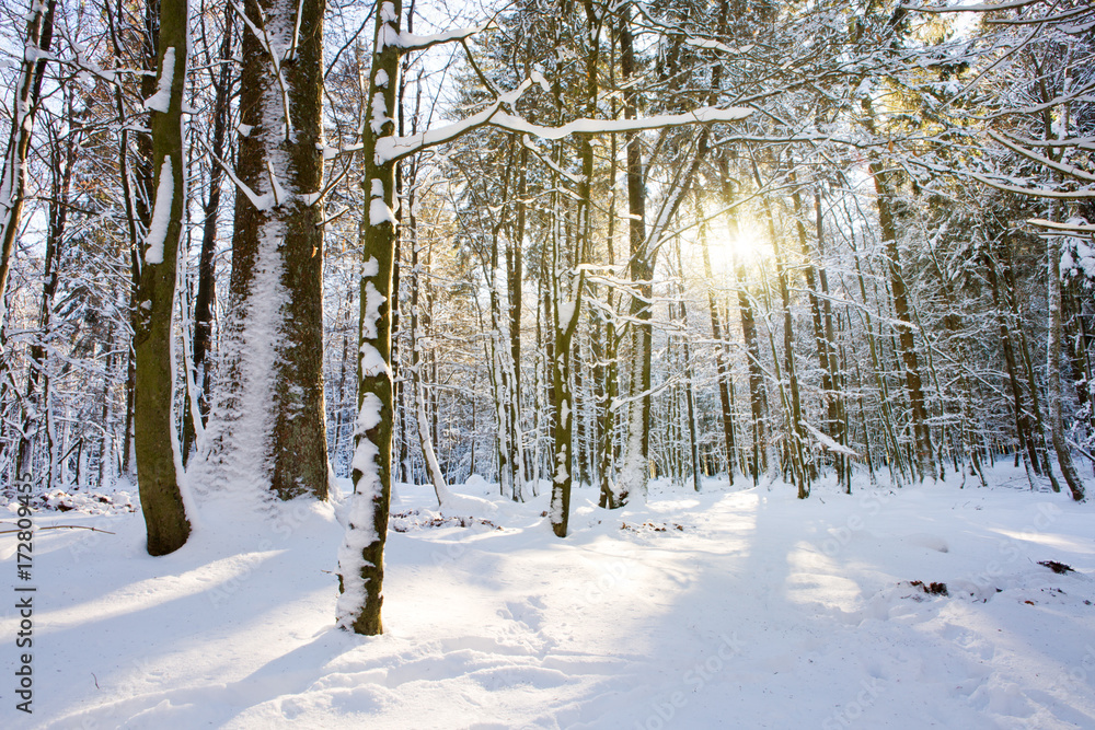 Winter trees in german forest with sunshine. Winter trees in german forest with sunshine.