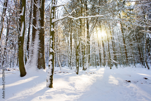 Winter trees in german forest with sunshine. © Swetlana Wall