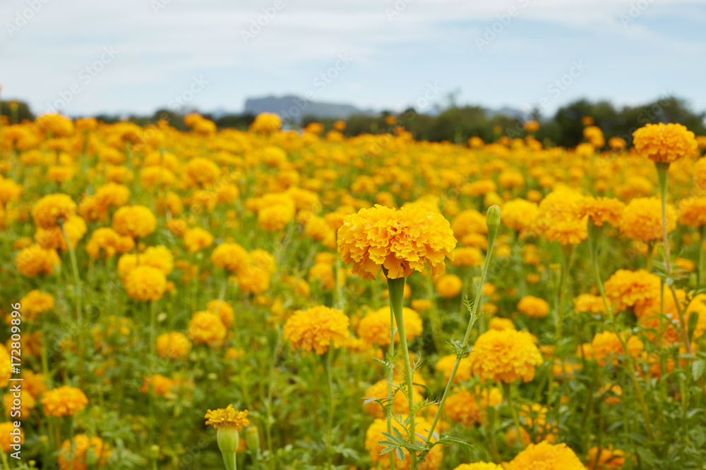 Obraz premium Kwiaty nagietka (Tagetes) w ogrodzie