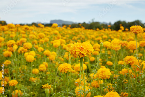 Marigold  Tagetes  flowers in garden