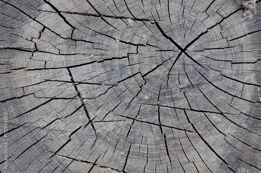 Fototapeta premium Wood Background