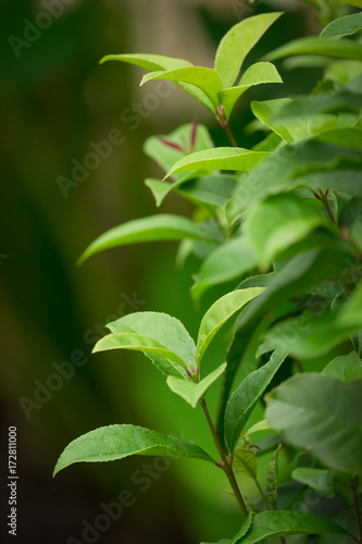 Green leaves Camellia sasanqua, nature background