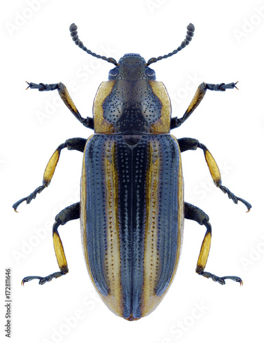Beetle Prasocuris phellandrii on a white background © als