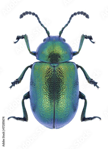 Beetle Gastrophysa viridula on a white background