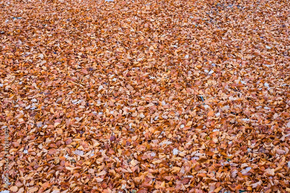 Abstract autumn leaf background Abstract autumn leaf background