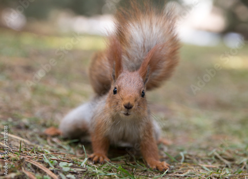 Cute squirrel seat on grass at park, forrest at sunny day © Velvetstock