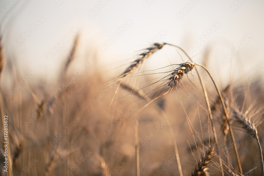 Fototapeta premium Toned image of wheat spikelets in field