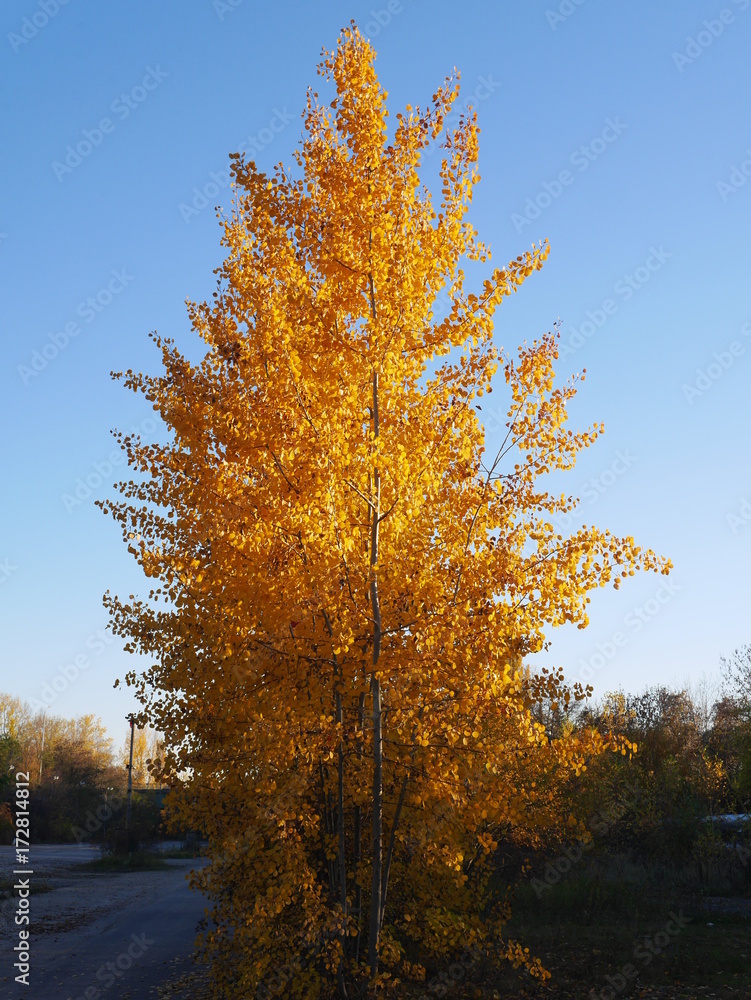 Fototapeta premium tree