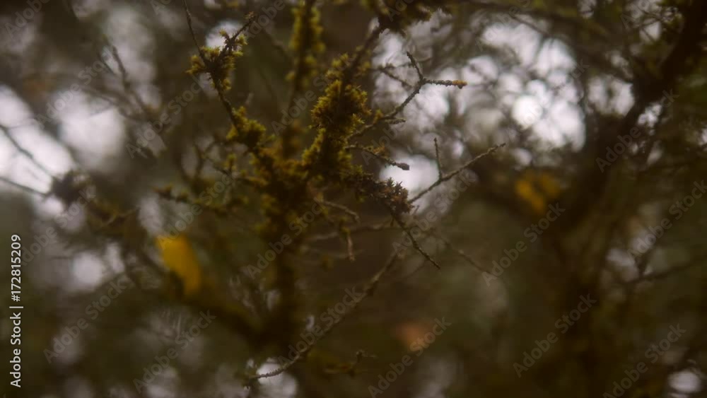 Pine Tree Close-Up in Autumn Forest. 4K, Slowmotion. Pine Tree Close-Up in Autumn Forest. 4K, Slowmotion.
