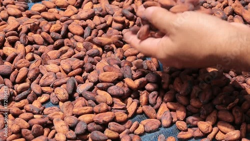 Dried cocoa beans under the sun and Cocoa beans selection.