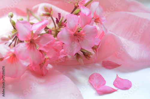 Fototapeta Naklejka Na Ścianę i Meble -  flowers rose geranium