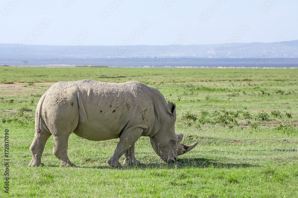 White rhinoceros or Ceratotherium simum in savanna White rhinoceros or Ceratotherium simum in savanna