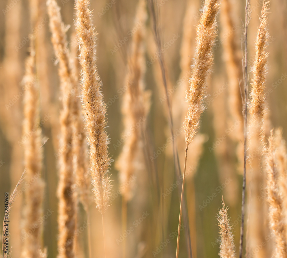 Fototapeta premium fluffy dry grass