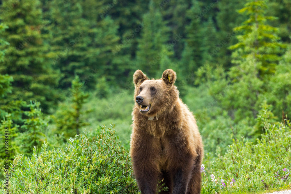 Fototapeta premium Grizzlybär am Icefields Parksway, Banff Nationalpark, Alberta, Kanada