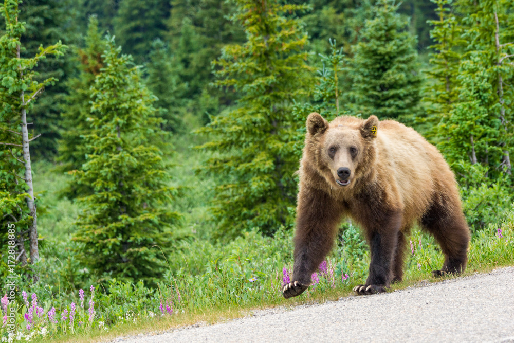 Naklejka premium Grizzlybär am Icefields Parksway, Banff Nationalpark, Alberta, Kanada