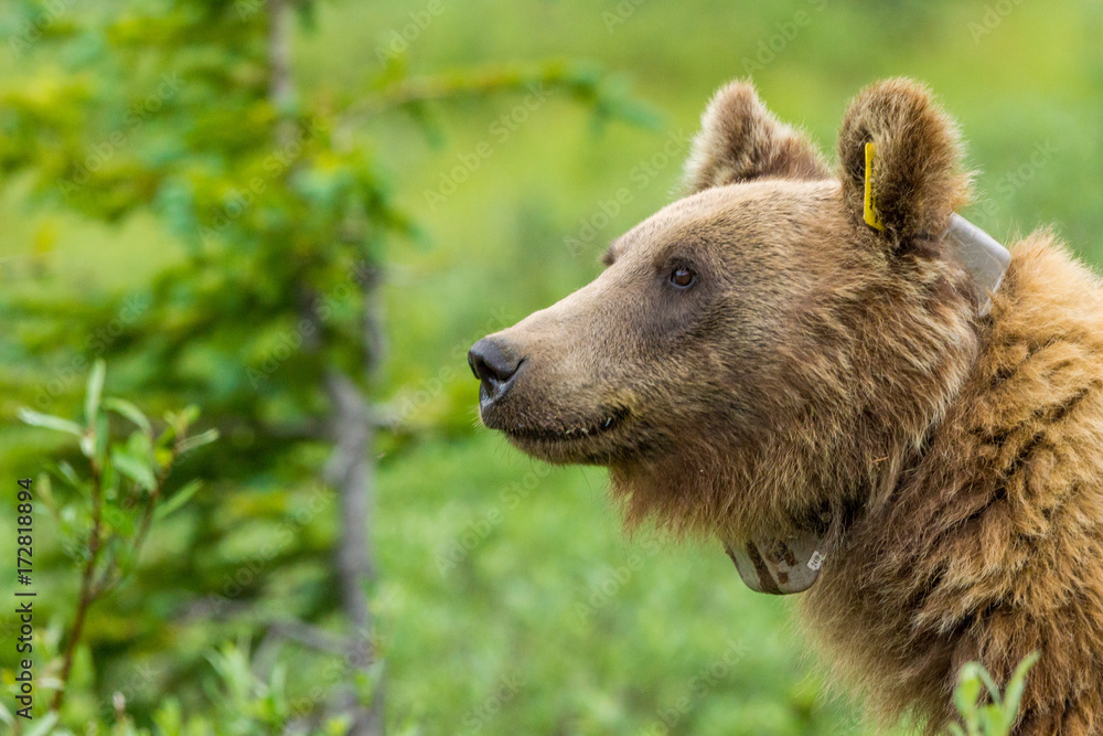 Obraz premium Portrait eines besenderten Grizzlybär am Icefields Parksway, Banff Nationalpark, Alberta, Kanada