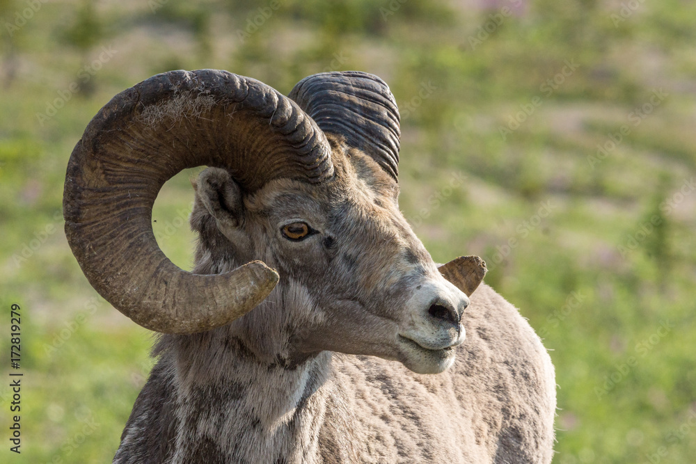 Portrait eines Bighornschafs am Icefields Parksway, Banff Nationalpark, Alberta, Kanada Portrait eines Bighornschafs am Icefields Parksway, Banff Nationalpark, Alberta, Kanada