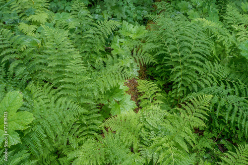 Unterwegs im Ancient Cedar Forest nahe McBride  British Columbia  Kanada