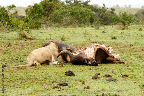 Fototapeta Naklejka Na Ścianę i Meble -  Lion lying next to the buffalo